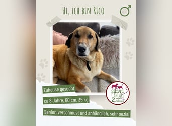 Rico sucht ein liebevolles Zuhause