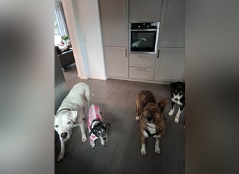 Emma sucht schon so lange ein Zuhause