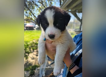 Panta sucht sein Forever Home