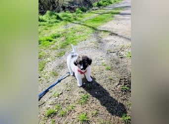 Arlo wünscht sich ein großes Körbchen
