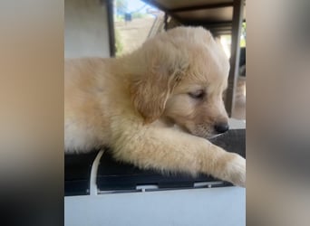 Ted - ein Herz auf vier Pfoten sucht sein Glück