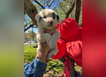 Dalia wünscht sich Sicherheit und Liebe