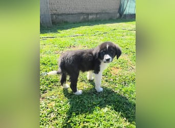 Pepe ist "ready to go" für sein Forever Home