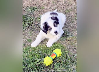 Kibo ist "ready to go" für sein Forever Home