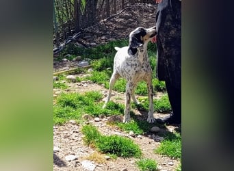 Herbie, Traumhund sucht Seelen-Menschen