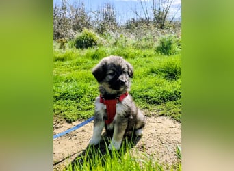 Ayla sucht ihr Für-immer-Zuhause