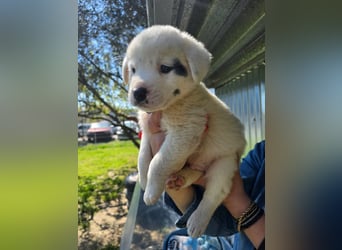 Dami wünscht sich ein liebevolles Zuhause