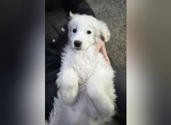 Nino – der kleine Kerl, der einmal groß wird, sucht seine Familie