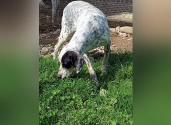 Herbie, Traumhund sucht Seelen-Menschen