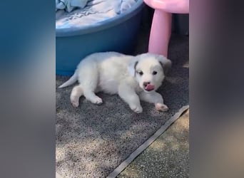 Kosmas möchte die Welt entdecken