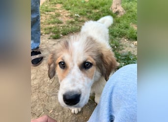 MOSES – gerettet, verspielt und bereit für sein Glück