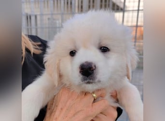 JUPITER – wer zeigt ihm, wie schön das Leben sein kann?