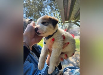 Thanos möchte bei seinen Menschen ankommen