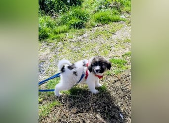 Arlo wünscht sich ein großes Körbchen