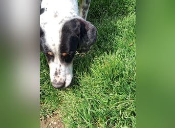 Herbie, Traumhund sucht Seelen-Menschen
