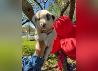 Dalia wünscht sich Sicherheit und Liebe