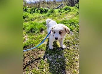 Ash sucht seine Menschen