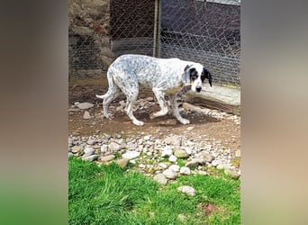 Herbie, Traumhund sucht Seelen-Menschen