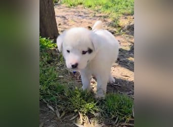 Dami wünscht sich ein liebevolles Zuhause