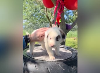 Dalia wünscht sich Sicherheit und Liebe