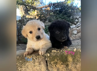 Ted - ein Herz auf vier Pfoten sucht sein Glück