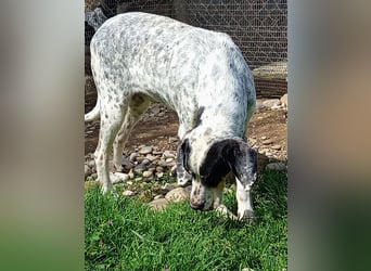 Herbie, Traumhund sucht Seelen-Menschen