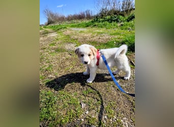 Ash sucht seine Menschen