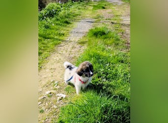 Arlo wünscht sich ein großes Körbchen