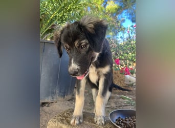 Iago – kleiner Hundejunge auf der Suche nach einem großen Leben