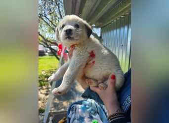 Kosmas möchte die Welt entdecken