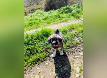 Ayla sucht ihr Für-immer-Zuhause