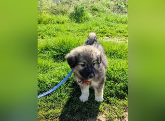 Ayla sucht ihr Für-immer-Zuhause