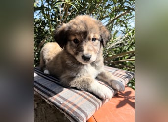 Tonic, der kleine Herzensbrecher sucht sein großes Glück