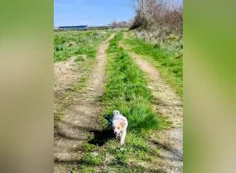 Ash sucht seine Menschen