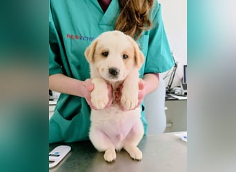 Ash sucht seine Menschen