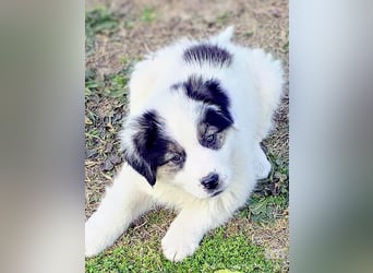 Kibo ist "ready to go" für sein Forever Home