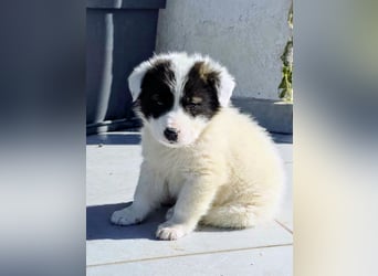 Kiran wünscht sich ein liebevolles Zuhause