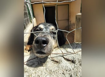 Marzio – Ein fantastischer Begleiter mit großem Herz sucht sein Zuhause