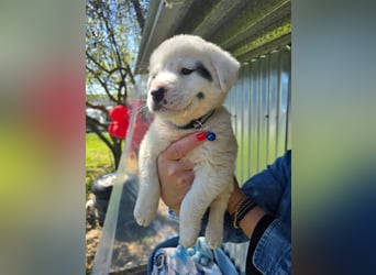 Dami wünscht sich ein liebevolles Zuhause