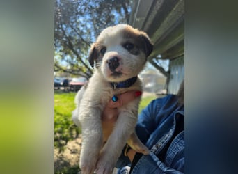 Thanos möchte bei seinen Menschen ankommen