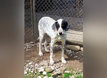 Herbie, Traumhund sucht Seelen-Menschen
