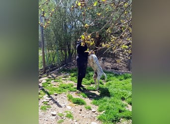 Herbie, Traumhund sucht Seelen-Menschen