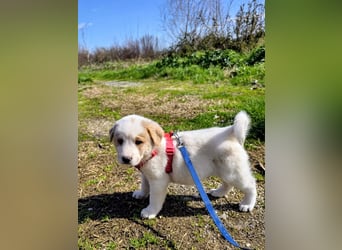 Ash sucht seine Menschen