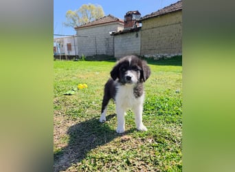 Pepe ist "ready to go" für sein Forever Home