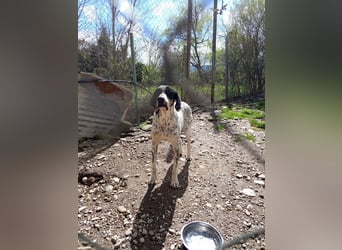 Herbie, Traumhund sucht Seelen-Menschen