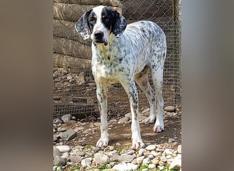 Herbie, Traumhund sucht Seelen-Menschen