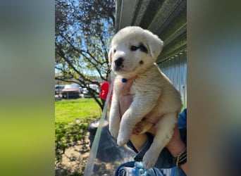 Dami wünscht sich ein liebevolles Zuhause