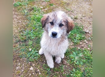 MOSES – gerettet, verspielt und bereit für sein Glück