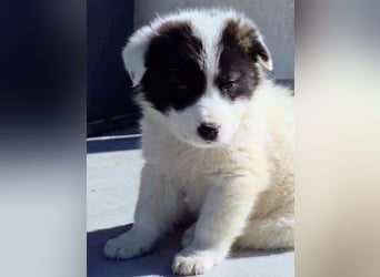 Kiran wünscht sich ein liebevolles Zuhause