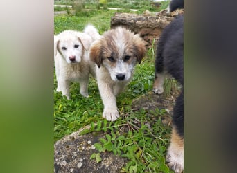 MOSES – gerettet, verspielt und bereit für sein Glück